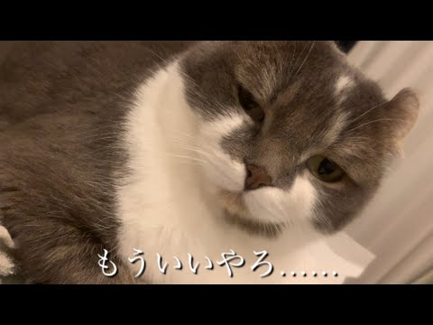 猫に県庁所在地を教える Part 2 #アメリカンカール #今日のたぴ #2025.02.26