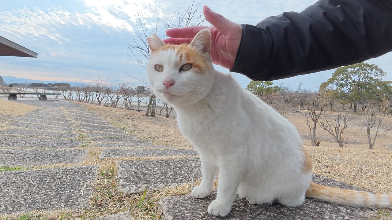 微妙な距離感の茶シロ猫コンビを和解させようとした結果…