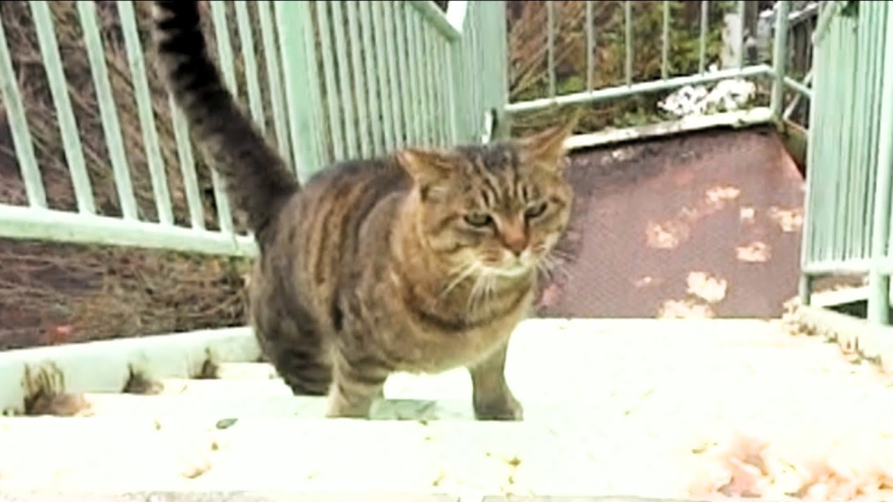 カムバック シェーン、、Come back !Jusaburo!!　付録付き　（概要欄もご覧もご覧ください）