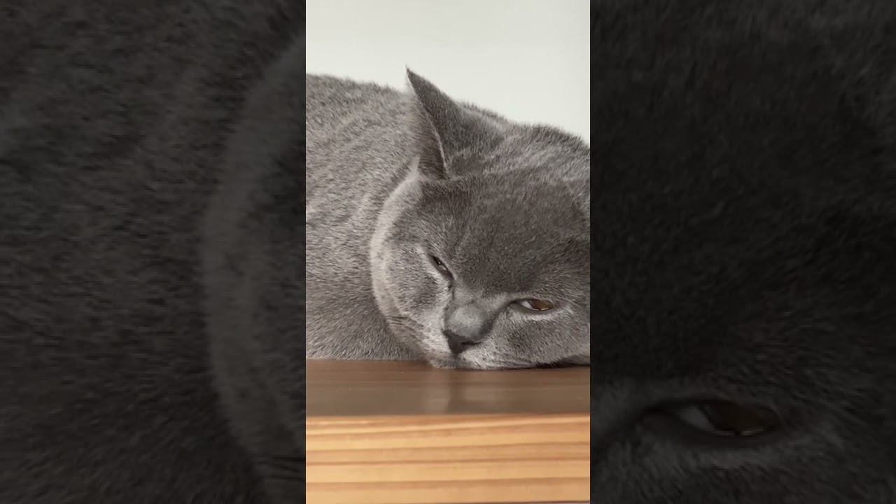 眠気を耐えて白目になる猫【ブリティッシュショートヘア】