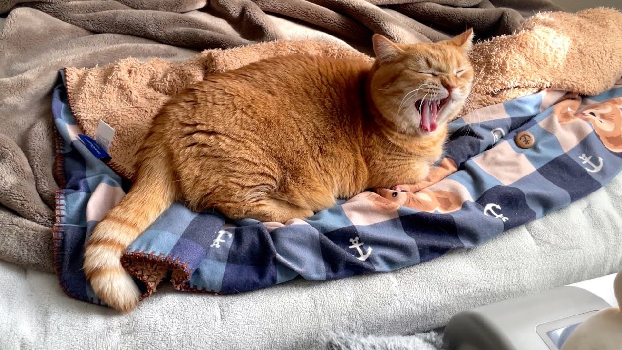 ママが昼に帰宅したときの猫のお出迎えのリアル