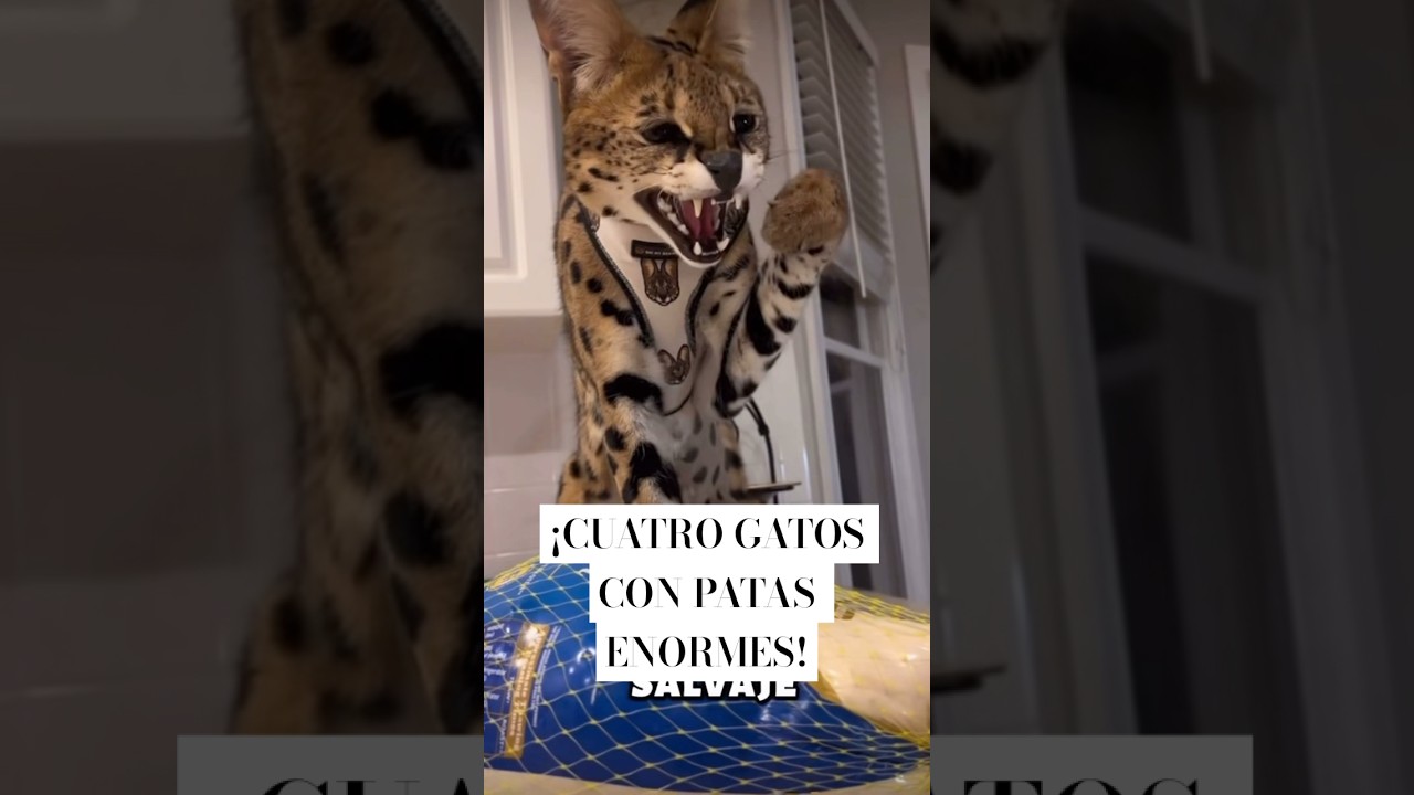 Cuatro razas de gatos con patas enormes‼️ #youtubeshorts #pets #colombia #video #date #music