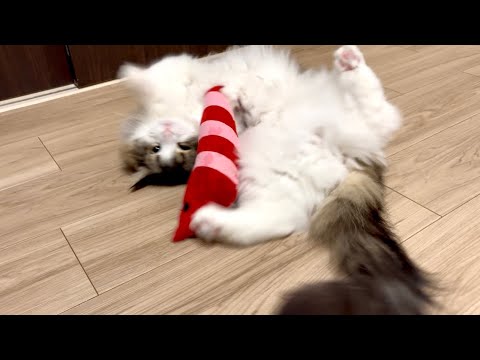 またたび入りのおもちゃで興奮する猫がかわいすぎたww