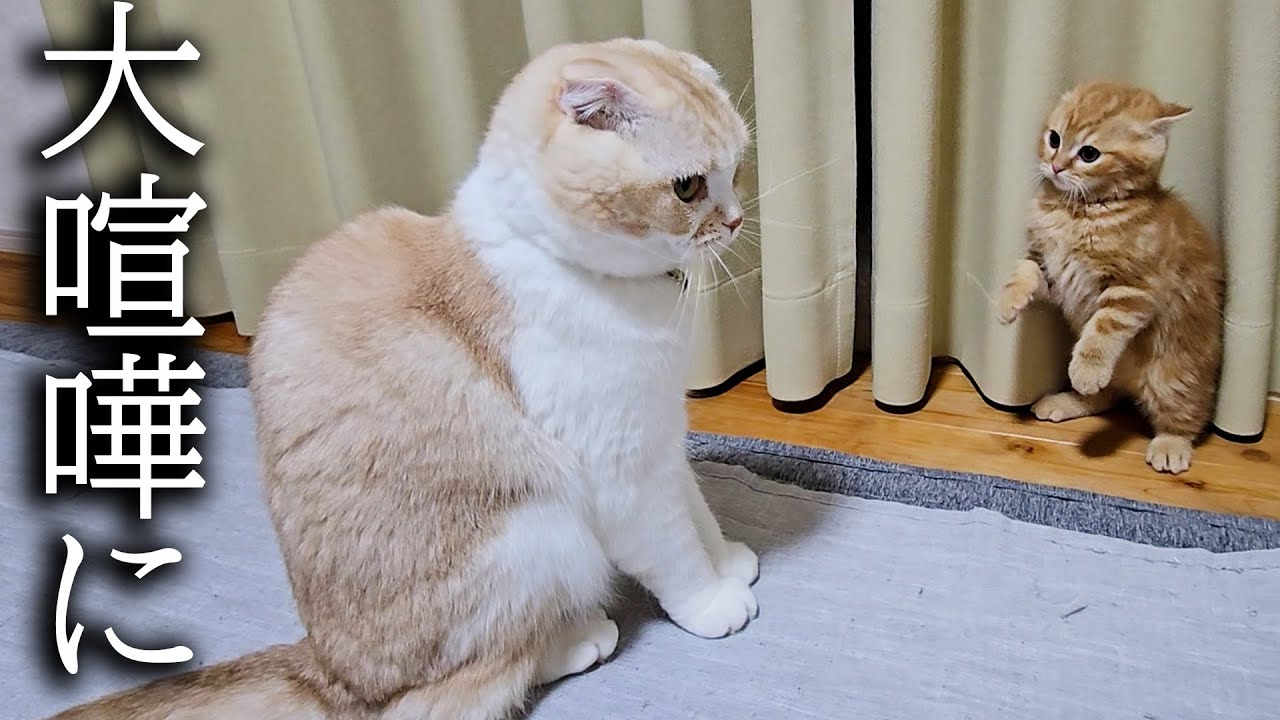 初めて本気で大喧嘩してしまった子猫と先住猫が大変なことに...