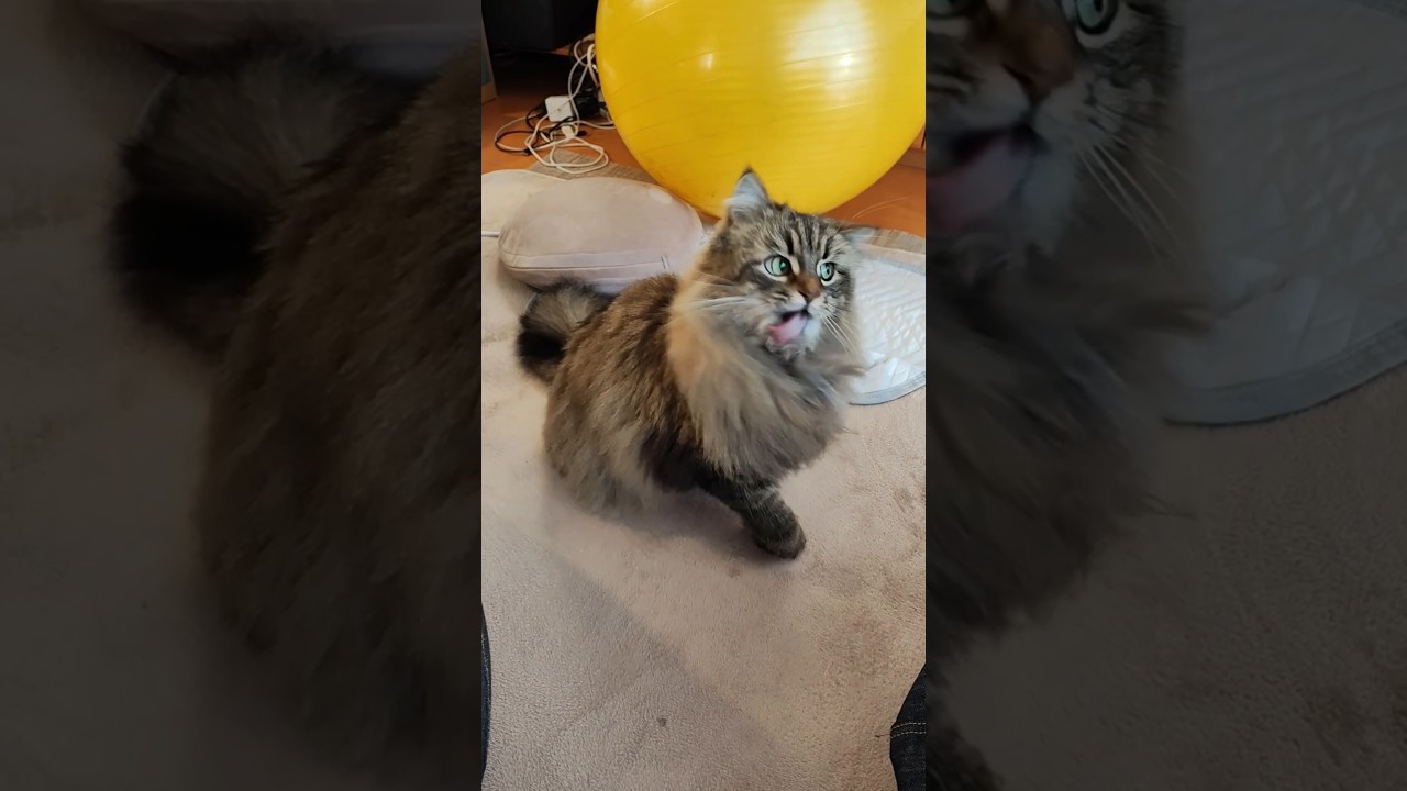 捕まえてかじる【サイベリアン】 #cat #siberian #サイベリアン #ねこ