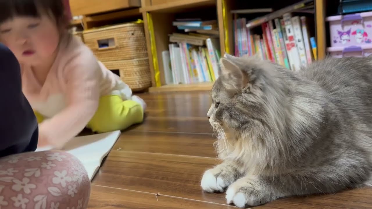 甘えて飼い主に撫でてもらう猫　ラガマフィン　サイベリアンA cat being petted. Ragamuffin. Siberian