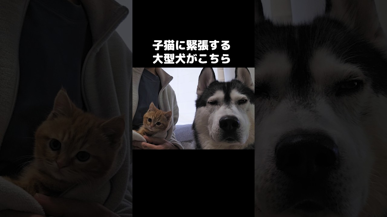 子猫にガチガチに緊張する大型犬がこちら。#shorts