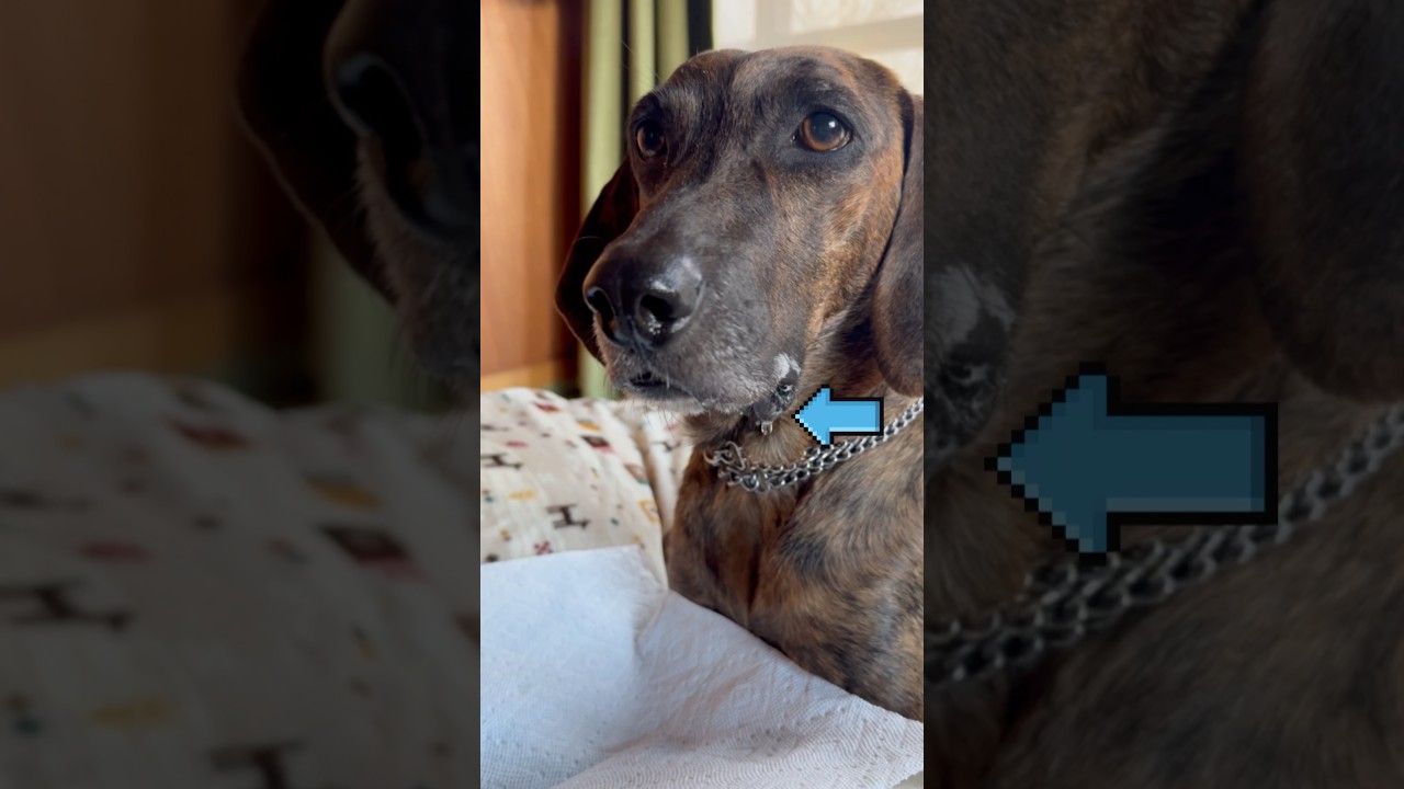 Sphinx Hoo again 🤣Vol.2 ファラオがスフィンクスのお口を…🐶✨『808』Plotthound Moo, Qoo & Hoo @plottlife