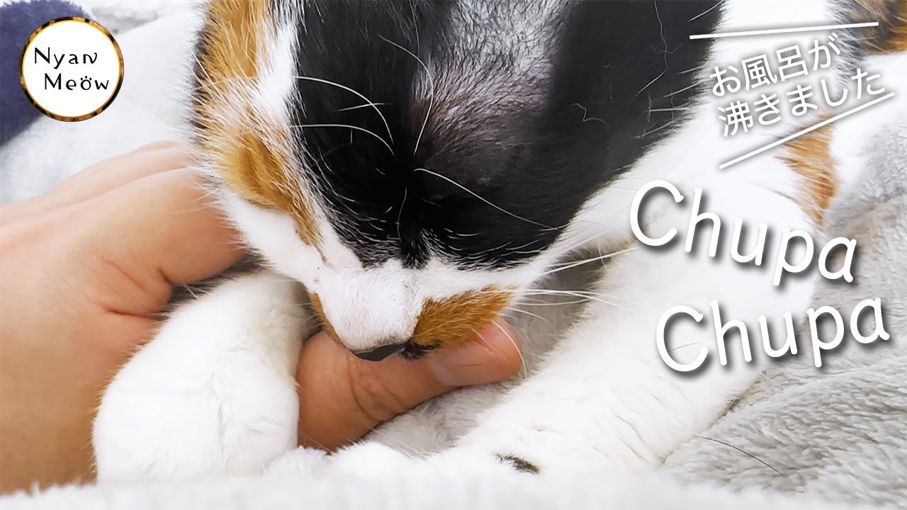 お風呂が沸くまでチュパチュパ😸 ／ Chupa Chupa till the bath is ready😸