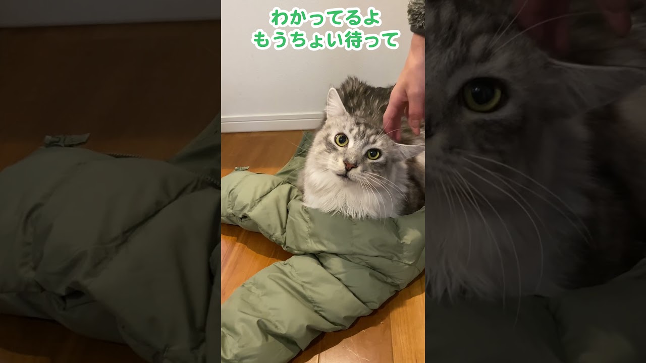 寒い日の朝は少年の服を温めて待つのがルーティーン作業になった大型猫#メインクーン#shorts