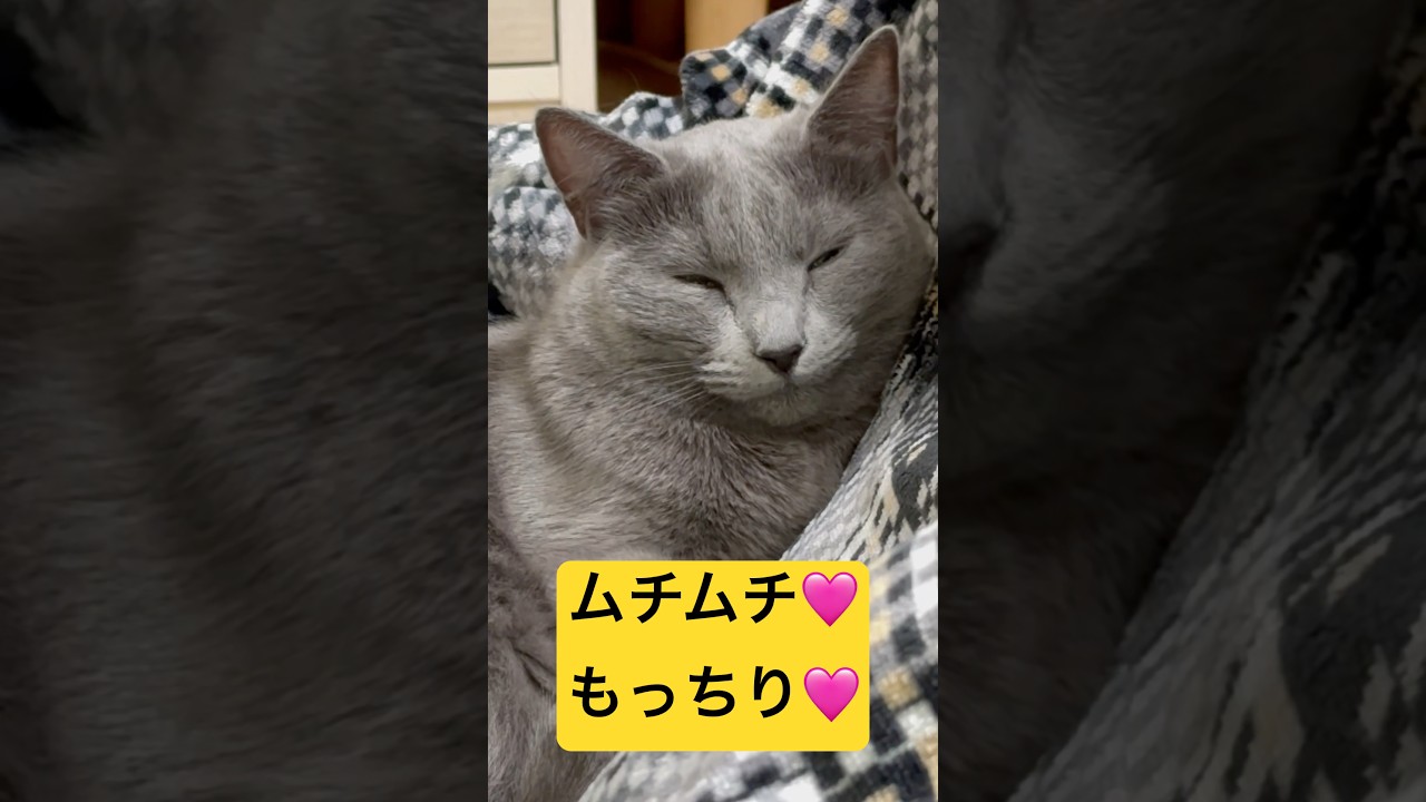 【猫ロシアンブルー】そらちゃん❤️ムチムチボディ＆もっちりフェイス❤️#shorts