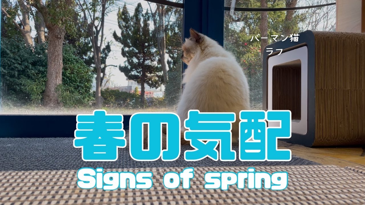 バーマン猫ラフ【春の気配】Signs of spring（バーマン猫）Birman/Cat