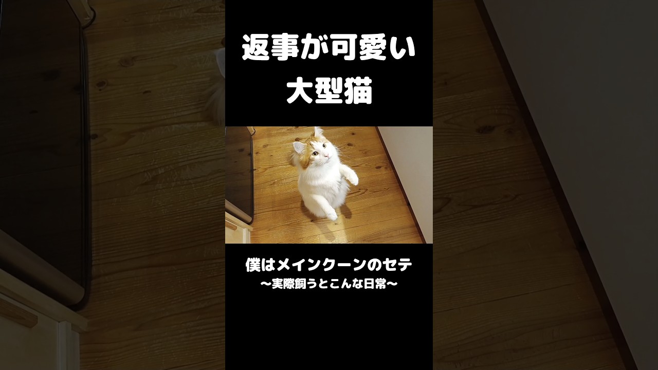 レッサーパンダみたいに立つ猫 #メインクーン #猫 #猫のいる暮らし #mainecoon #cat