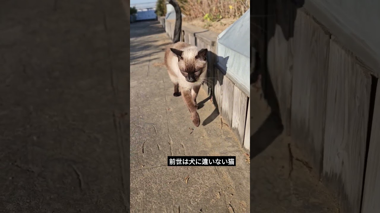 シャム猫は本当に人懐っこい #シャム猫ひおろ #cat