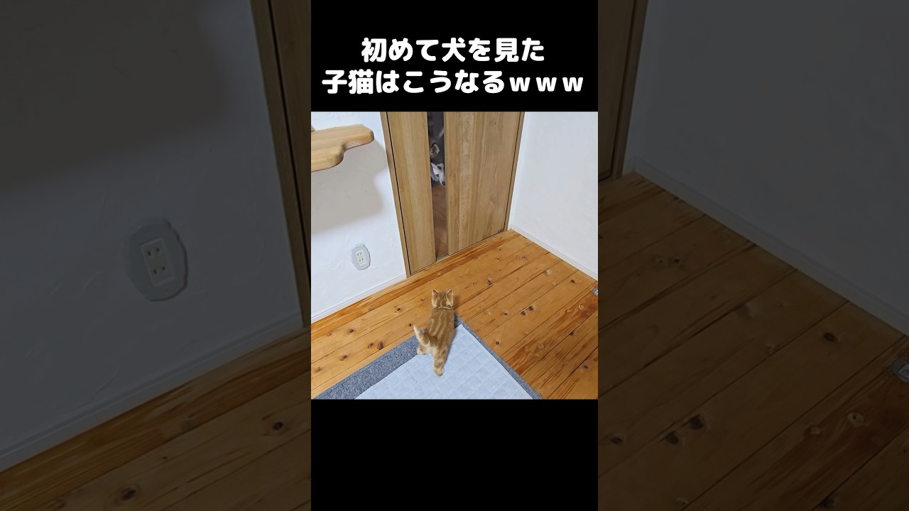 生まれて初めて犬を見た子猫はこうなる。笑#shorts