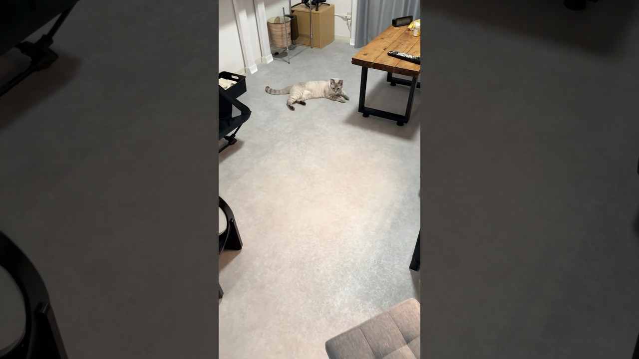 猫と過ごす朝の一コマ　#シャムトラ #元保護猫 #シャムミックス  #cat #猫耳 #kitten  #猫耳 #siamesemix