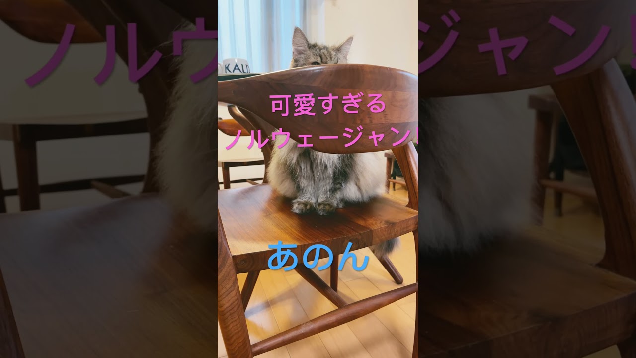 ノルウェージャンの日常#shorts #ノルウェージャンフォレストキャット #猫のいる暮らし #猫 #cat #pets