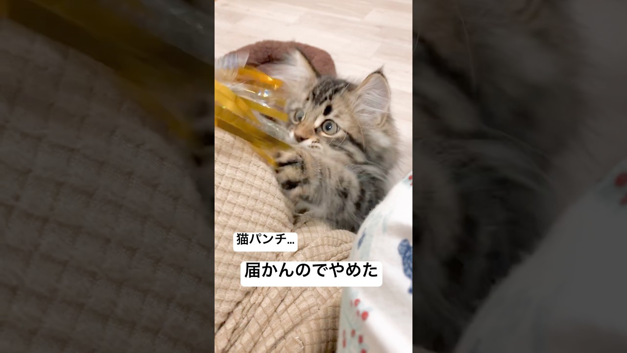 まだソファに登れない子猫ちゃん #猫 #サイベリアン #おもちゃ