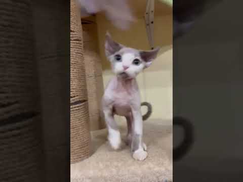 Garik is a Charming Devon Rex Kitten