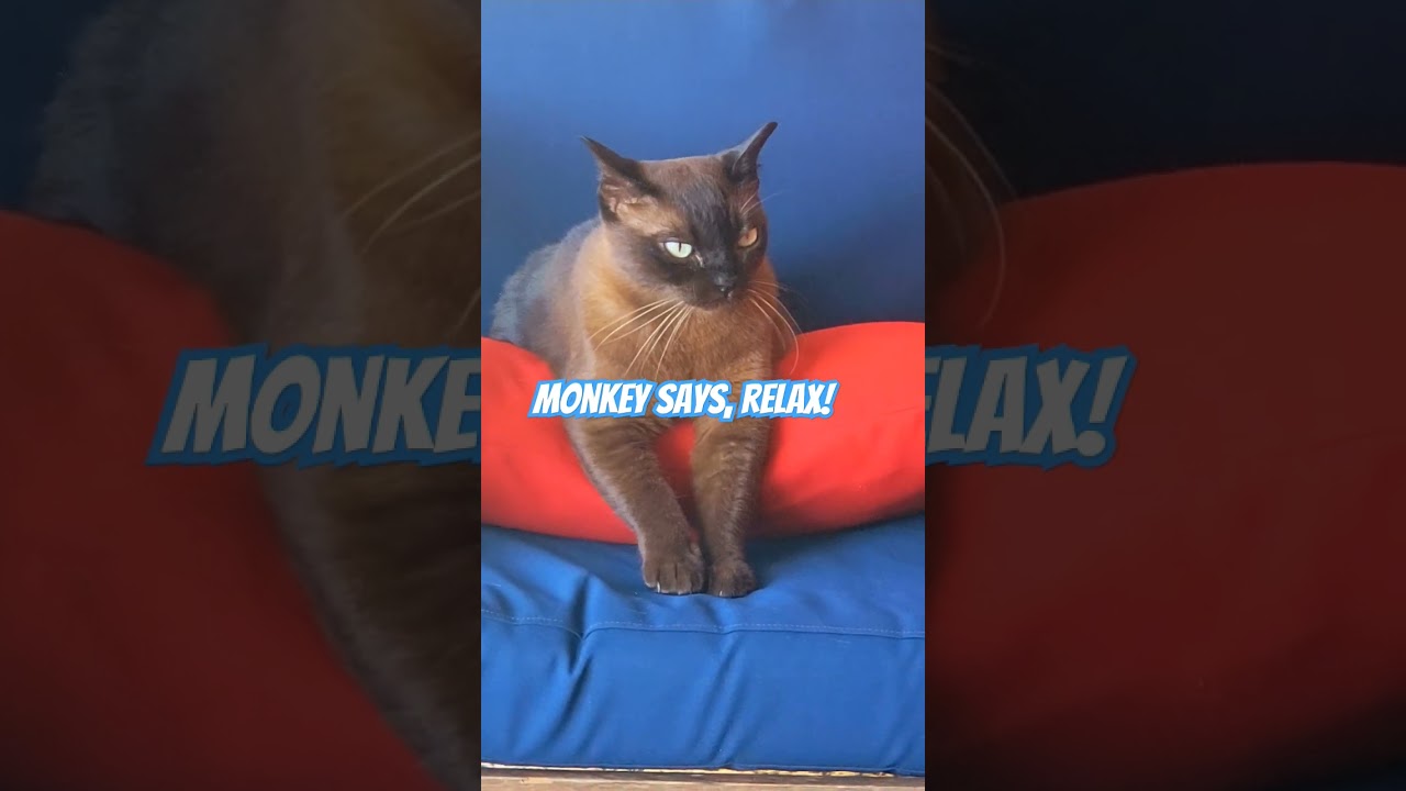 Burmese Cat Bliss: Monkey's Joyful Moments & Relaxing Life Lessons #cat #catlover #catlovers