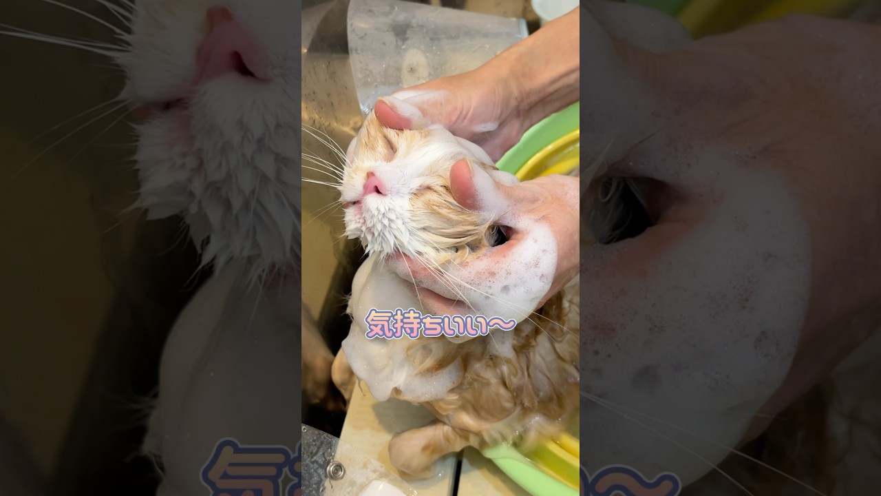 トリミング中マッサージされて気持ち良さそうなスコティッシュフォールド