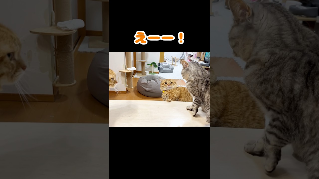 なぜ？ #猫 #マンチカン #shorts