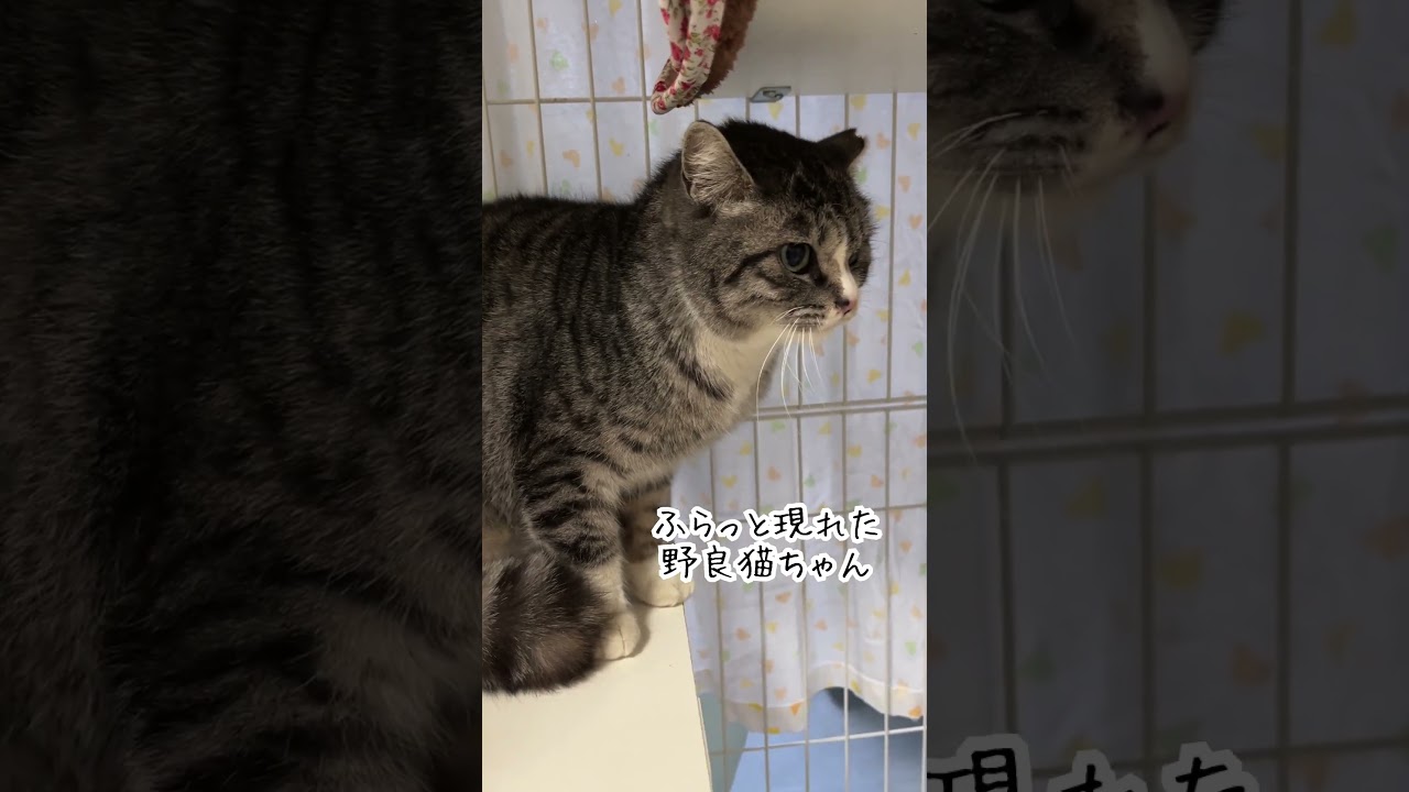 CWCひまわりちゃん① #cwc #保護猫