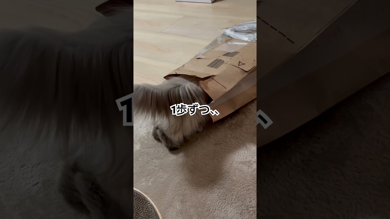 ガンバるヒマラヤンのマーベル🐈 #shorts # #cat #ヒマラヤン #うちのにゃんこ #ねこ #マーベル