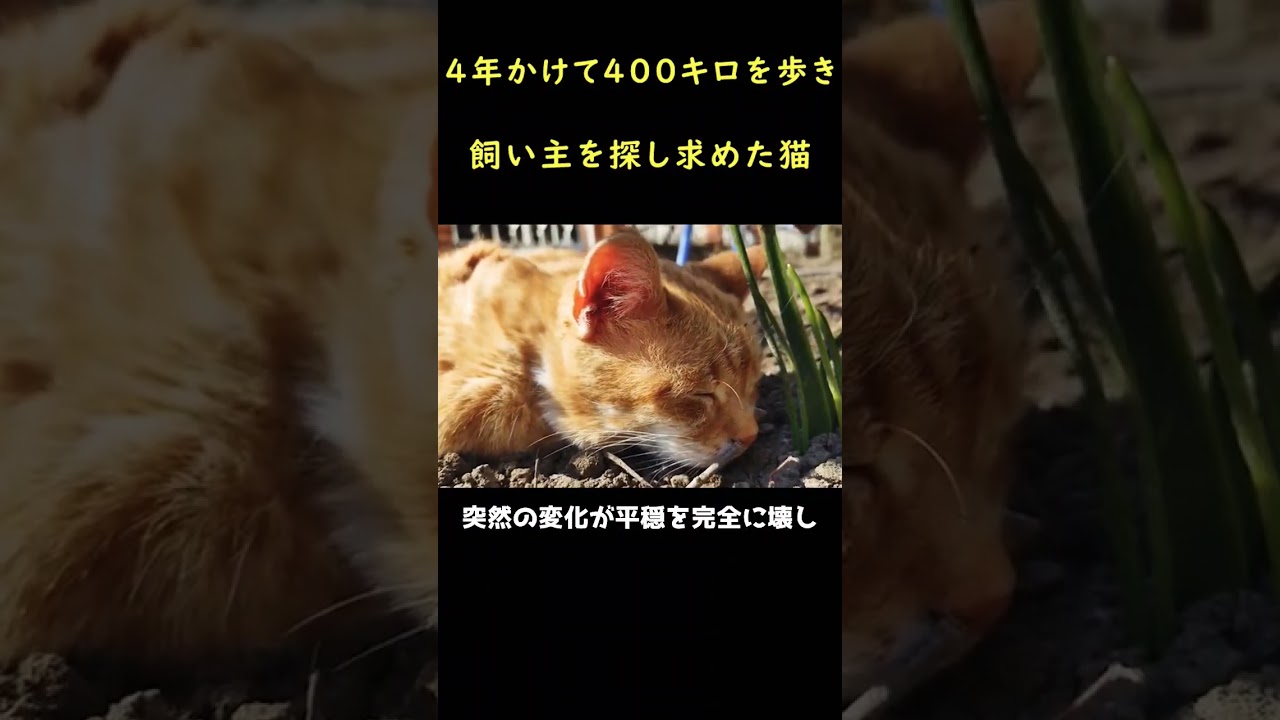 ４年かけて飼い主の元へと帰った奇跡の猫