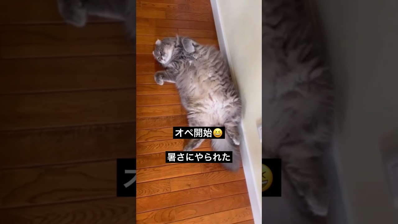 猫動画 #shorts 救命にゃんこ #アメリカンカール