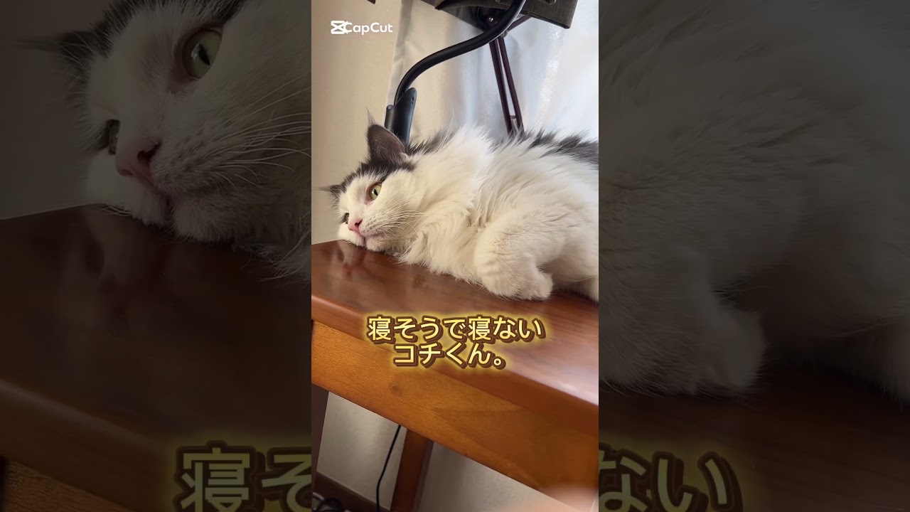 寝そうで寝ないコチくん。#ノルウェージャンフォレストキャット #猫 #猫のいる暮らし