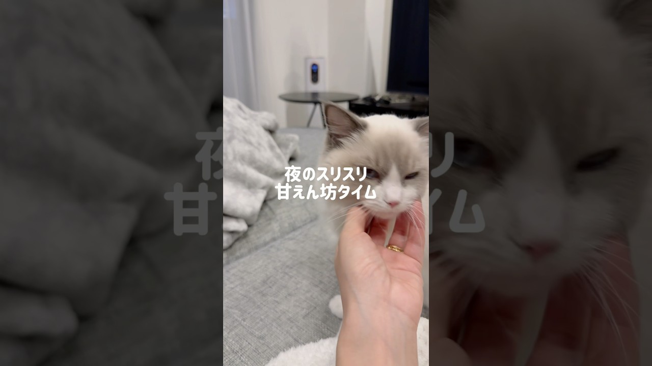 かわいいかわいい甘えん坊タイム🐱🤍#ラグドール#ラグドール子猫#ブルーポイントバイカラー#子猫#猫#猫のいる暮らし#猫のいる生活#ragdoll#cat#kitty#kitten#ねこのいる生活