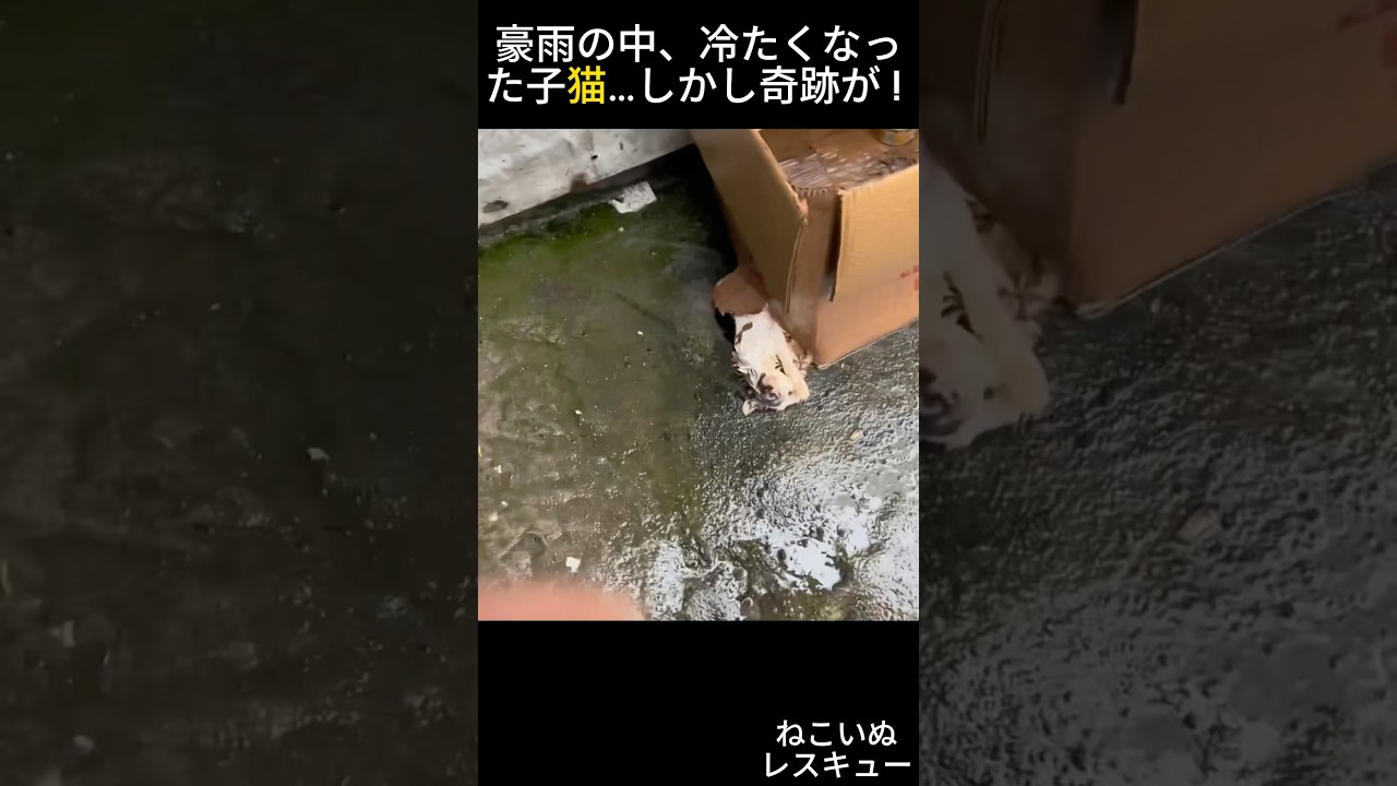 助けて…豪雨の中、冷たい子猫が必死に鳴いた
