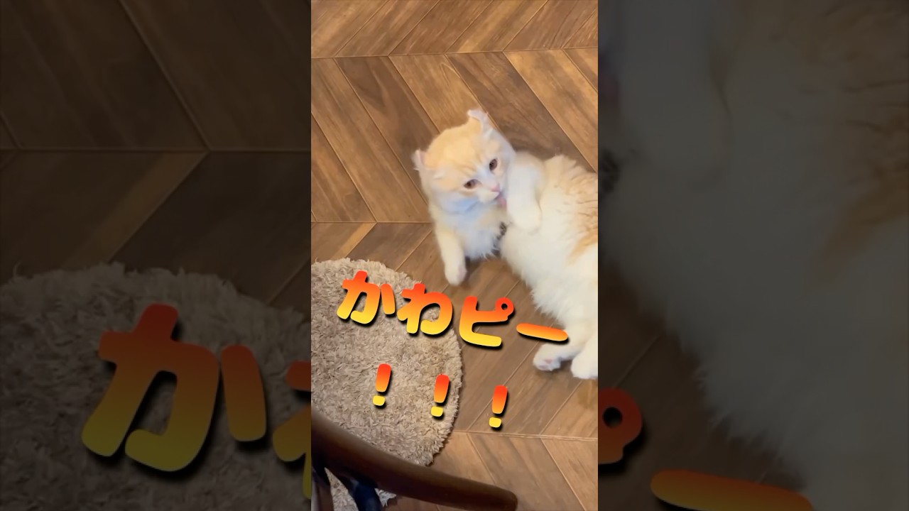 突然ひっくり返る毛玉がかわいい #猫 #キンカロー #マンチカン  #短足部 #cat