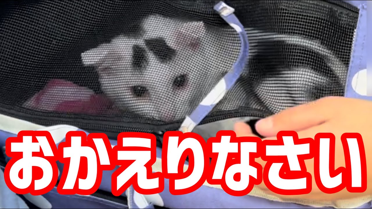 【猫の避妊手術】無事に手術を終えて帰ってきたミル。さよなら発情期。#保護猫 #ねこ #猫のいる暮らし #ミルねーさん