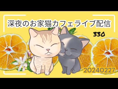 深夜のお家猫カフェライブ配信 ３３０