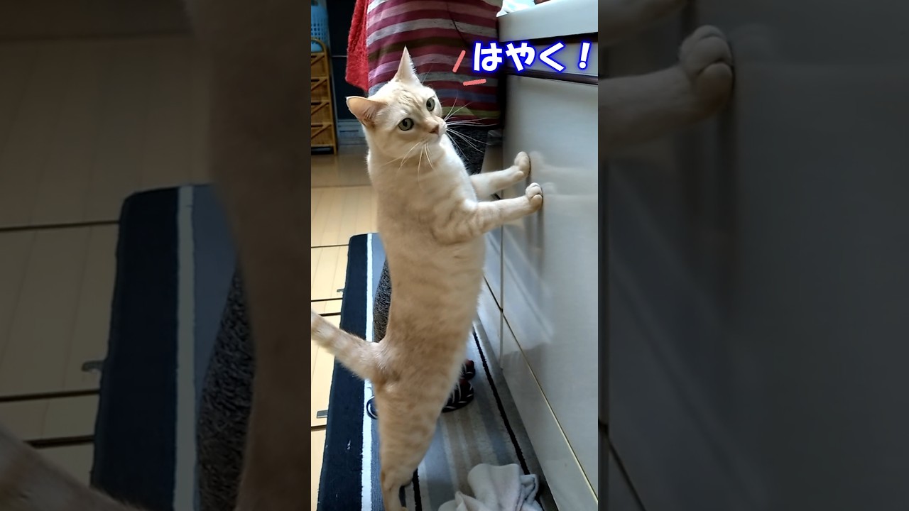 【どっちがかわいい？】せっかちな猫orのんきな猫 #スコティッシュフォールド #マンチカン