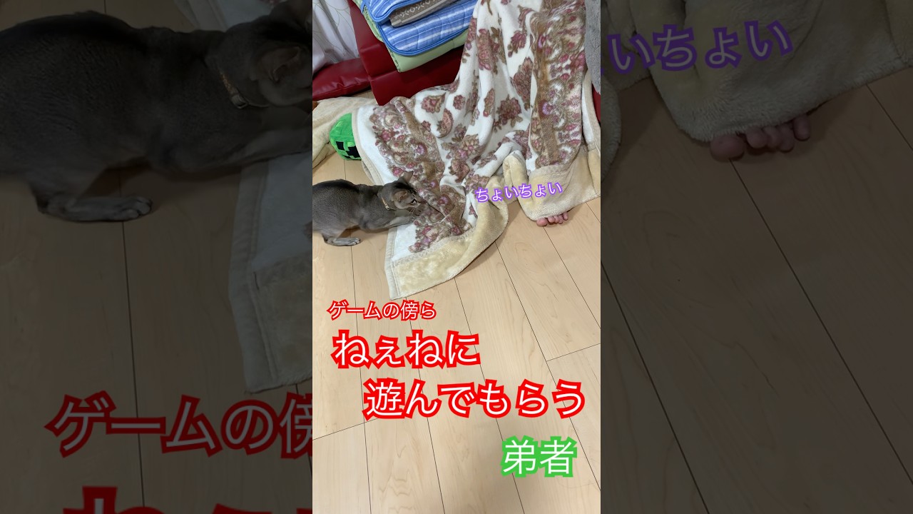 狩りの本能　#猫のいるくらし　#シンガプーラ　#弟者