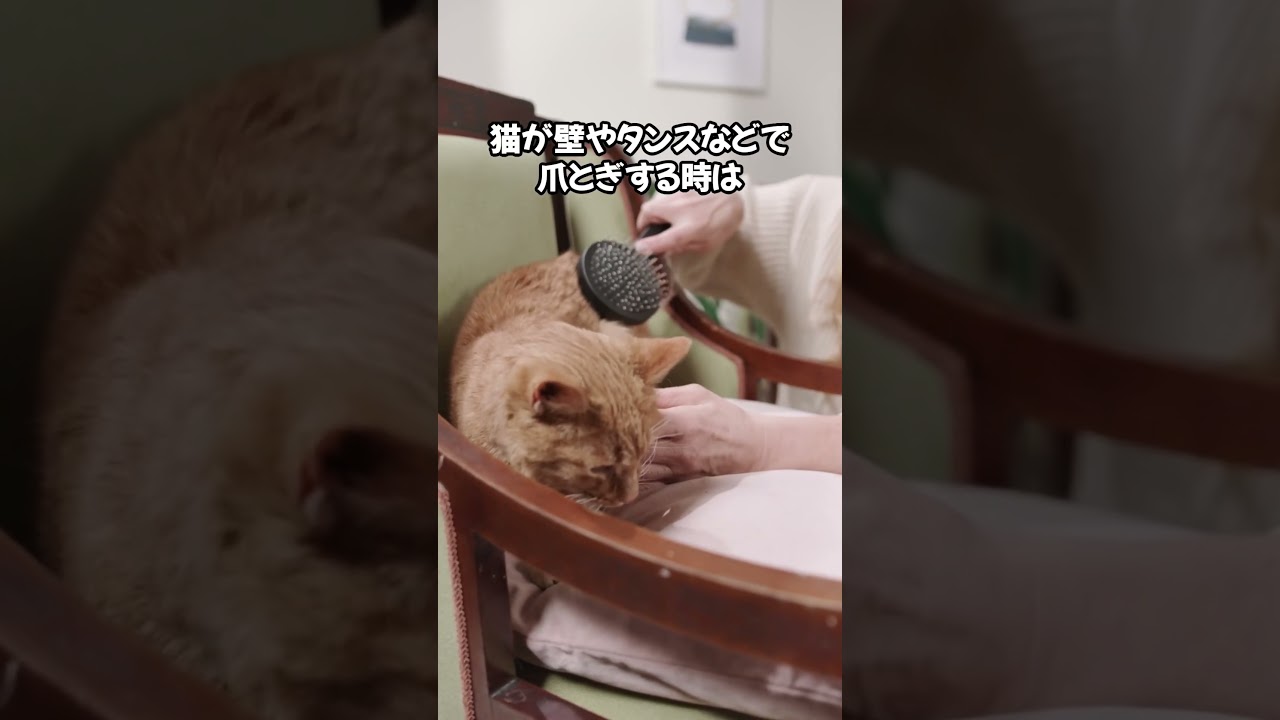 猫を飼うなら知っておきたいこと🐈 #cat #ねこのいる生活 #ねこのいる幸せ #ねこ好きさんと繋がりたい #ねこ大好き #猫動画