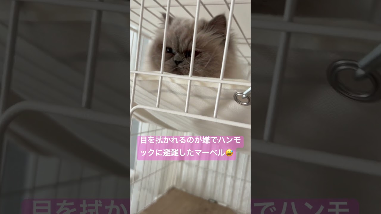 ハンモックに避難したヒマラヤンのマーベル🐈🐾 #shorts #cat #cutecat #animals #猫のいる暮らし #ねこのいる暮らし #猫好きさんと繋がりたい #ねこのいる生活