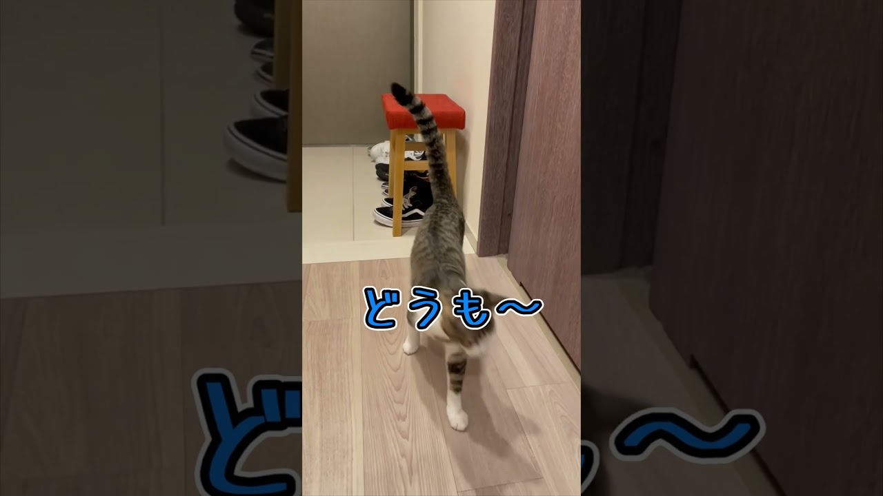 ただ引き戸を開けて出ていく子猫 shorts #猫 #子猫