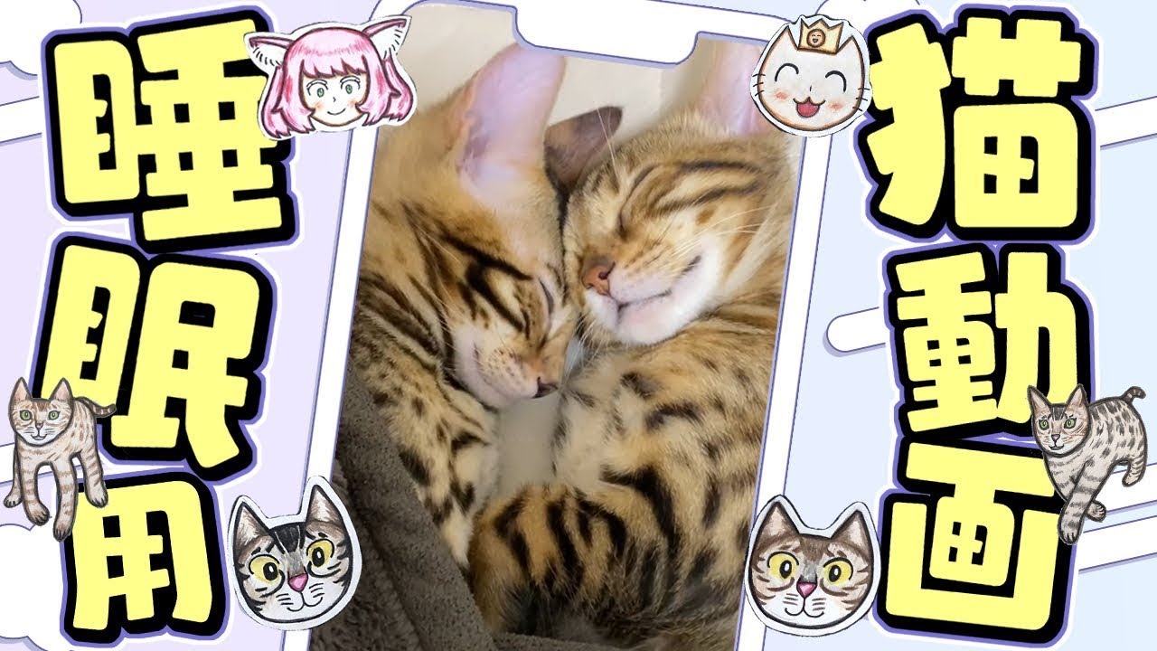ベンガル猫の兄妹きんぐ＆もに 睡眠用動画　#shorts