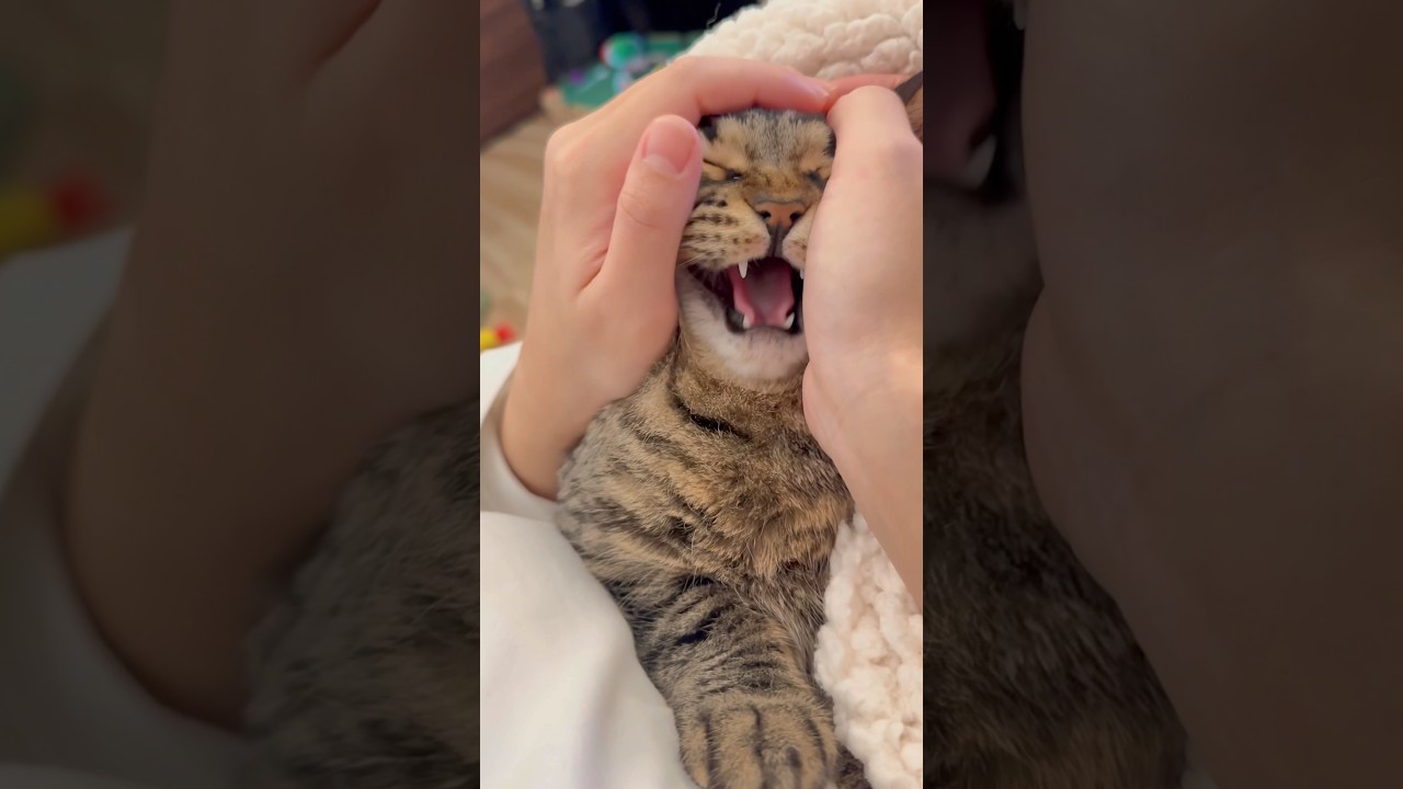 大暴れスコティッシュを子守唄で寝かしつける!! #shorts #猫 #cat