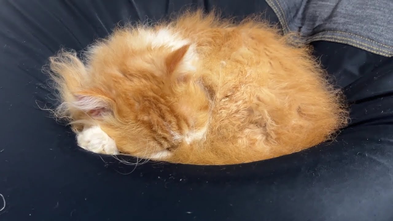 "The Feline Art of Snoozing: A Masterclass in Comfort"「ビーズクッションで爆睡のネコ」