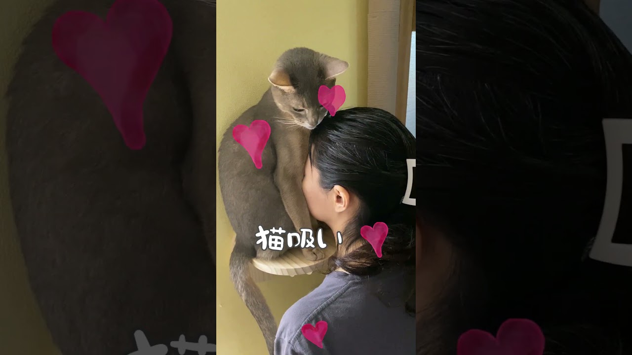 猫吸いを堪能するママ #shorts #アビシニアン #猫吸い