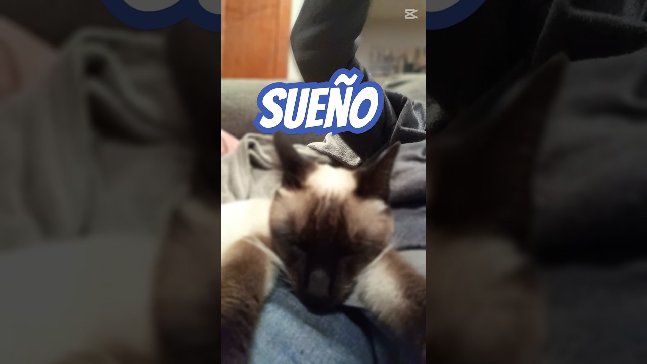 Sueño de gata #gatos #cat #shorts