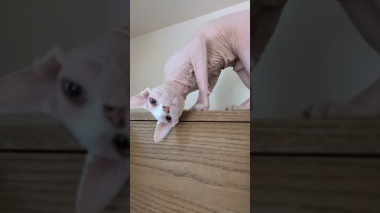 撫でて欲しくて甘える毛のない猫【スフィンクス】