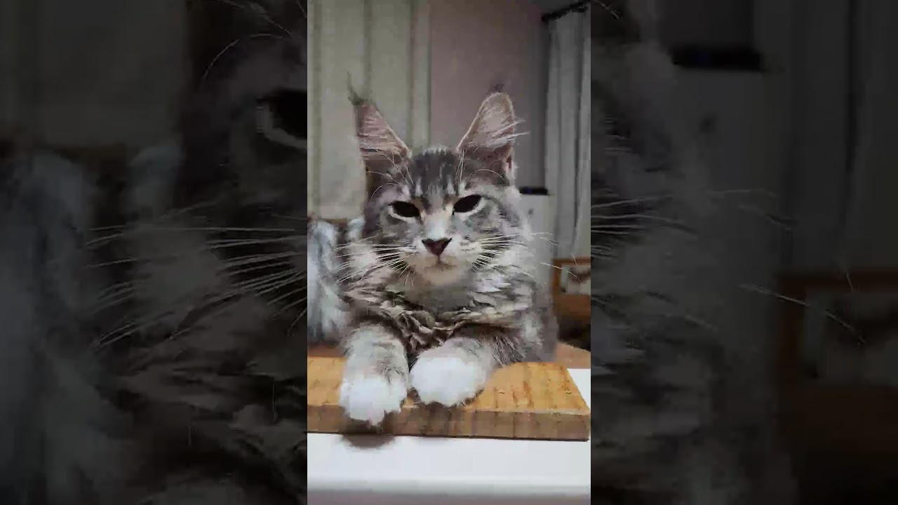 お手々が可愛いブルーのメインクーン子猫ノートちゃん♥