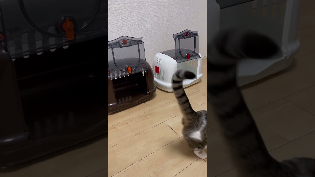簡単に捕まるきなこもち(￣▽￣) #shorts #cat #ふるかわ家 #マンチカン