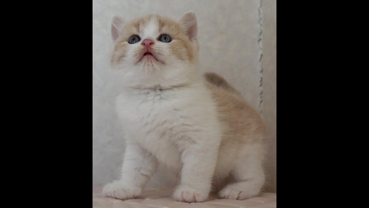 ブリティッシュショートヘアー子猫　British Shorthair　2025.1.21産まれ　クリーム＆ホワイト　男の子　シーダキャット猫のお店